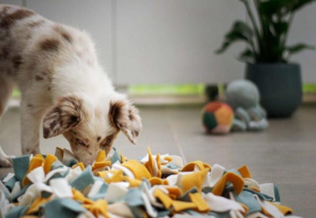 DIY Dog Enrichment 2025: Vet-Approved Boredom Busters 🐾🧩