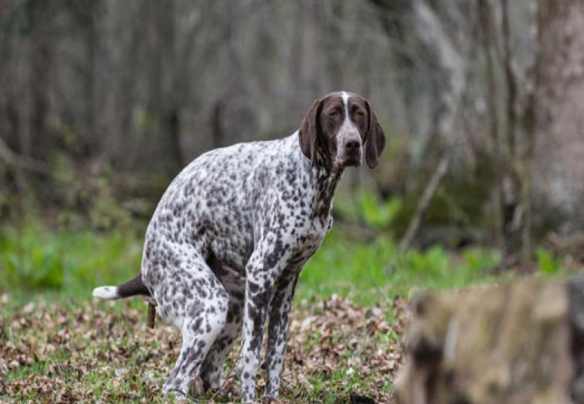 Dog Poop 2025: Vet-Approved Guide to Health Clues 💩🐶