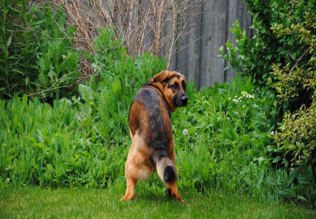 Dog Poop Odor 2025: Vet-Approved Tips to Reduce Smell 🐶✨