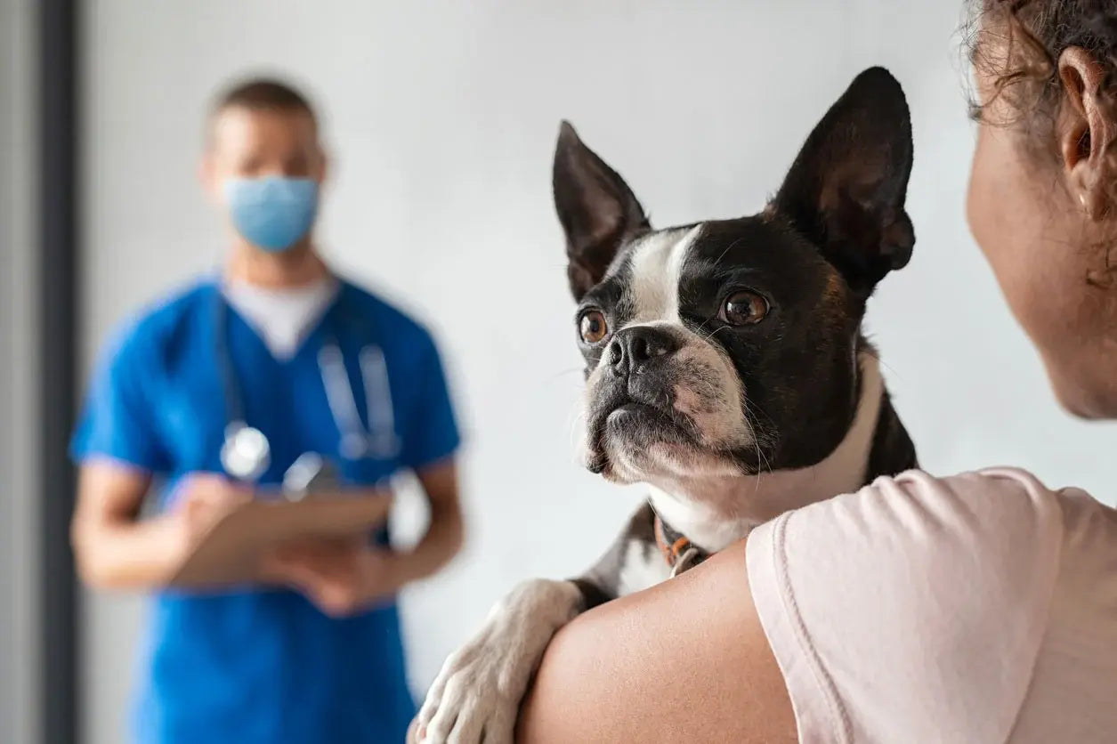 How do I know when I should take my dog to the vet?
