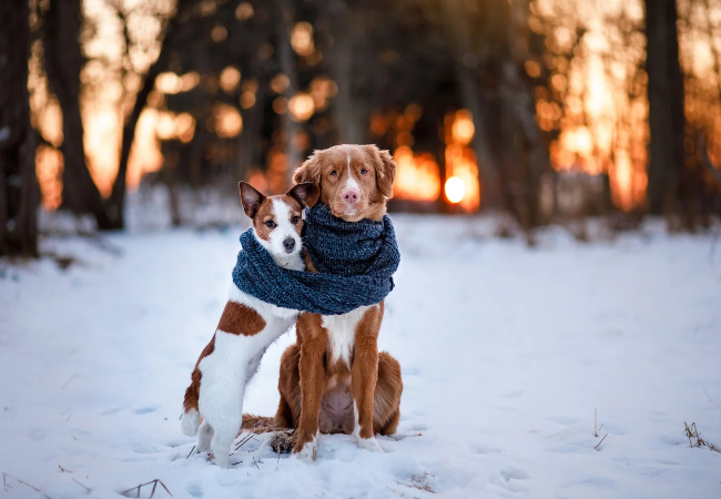 Is Your Dog Cold? 2025 Vet-Approved 8 Signs to Watch ❄️🐶