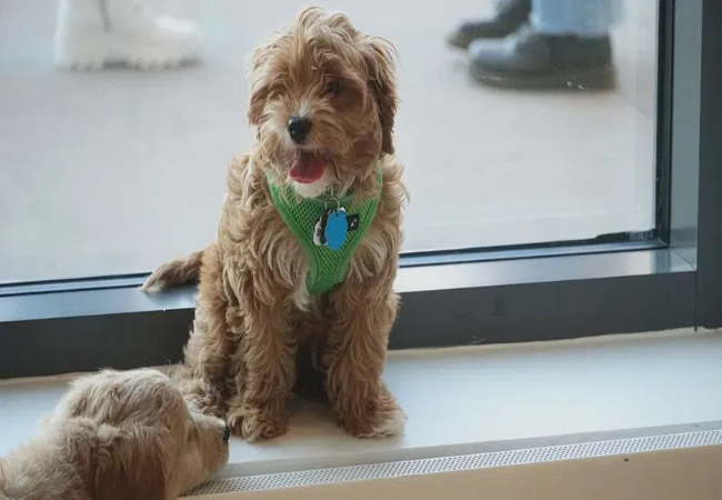 Safe Puppy Socialization 2025: Confidence Before Full Vaccination 🐶✨