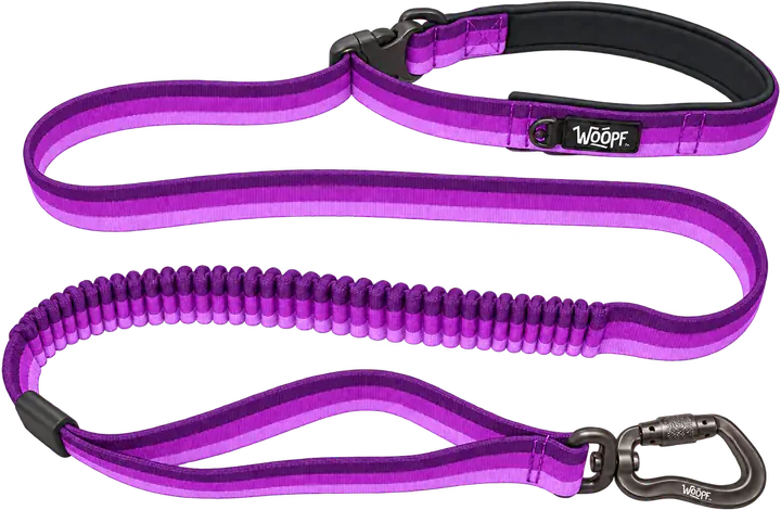 The Purple Explorer Bungee Leash laid out in loose loops: the padded handle with its buckle, the ribbed bungee section, the traffic loop and the screw-gate clip.