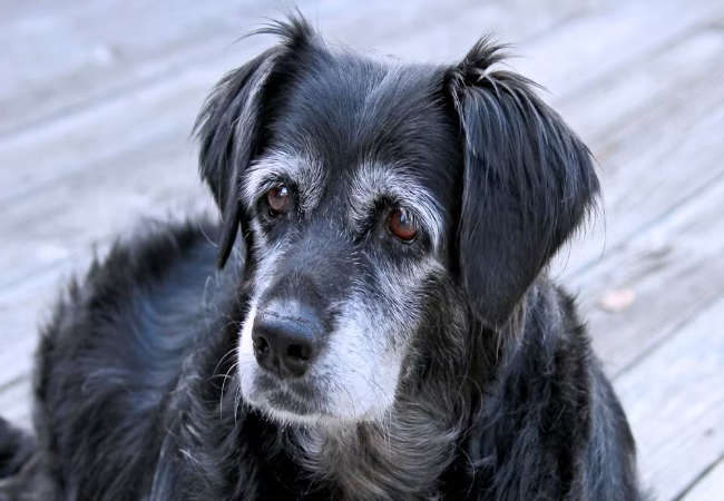 Adopting a Dog with Behavioural Issues: Vet Guide
