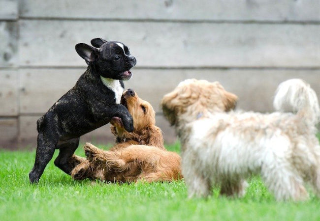 Best Age to Start Puppy Training: Vet Insights