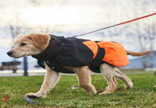 Best Dog Gear for Rain Vet-Approved Waterproof Picks