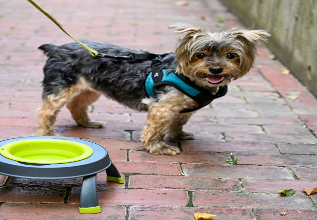Best Dog Gear for Seniors – Vet-Recommended