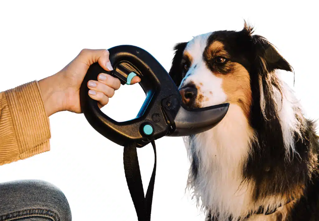 Best Dog Gear for Urban Life: Vet-Designed for City Dogs