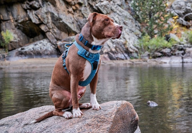 Best Dog Harness for Every Breed: Vet-Approved Guide