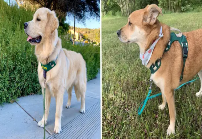 Best Dog Harness for Pullers 2025: Vet-Designed Gear That Works 💪🐾