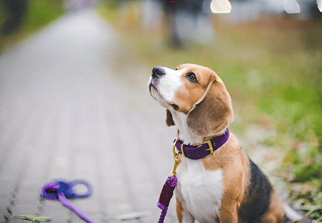 Best Dog Training Gear 2025: Vet-Designed Tools That Work 🐶✨