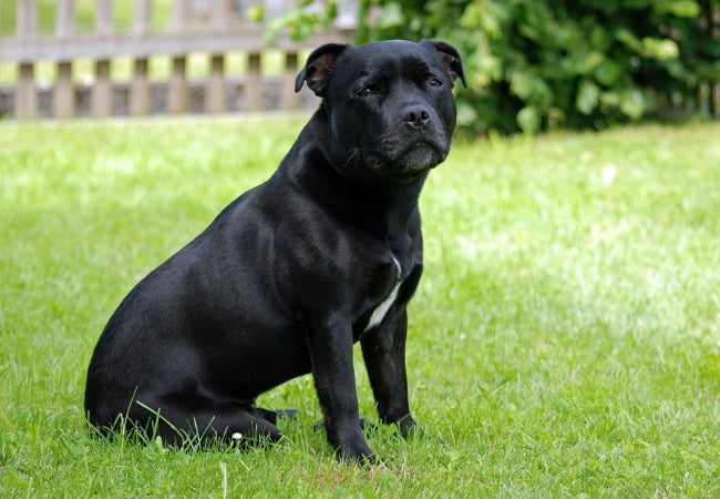Best Family Dogs: Vet Approved Top Breeds & Companions
