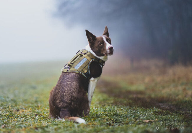 Best Gear for Training Rescue Dogs (Vet-Approved Kit)