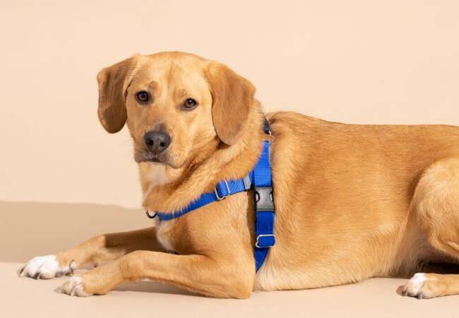 Best Harness for Reactive Dogs – Vet Recommended
