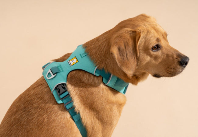 Best Harness for Strong Dogs That Pull – Vet Approved