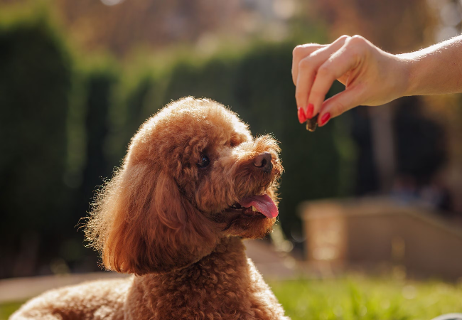 Best Natural Dog Treats – Vet-Approved Guide