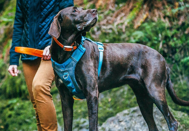 Best No Pull Harness for Large Dogs – Vet Approved
