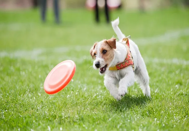 Bored Dog? 10 Vet-Approved Games to Play at Home