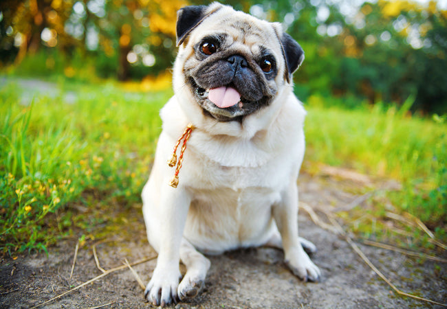 Brachycephalic Dog Breeds: Vet-Approved Health Tips