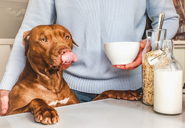 Can Dogs Eat Dairy? (Vet-Approved Guide)