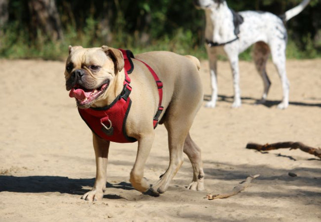 Choose the Right Harness & Lead – Vet Approved