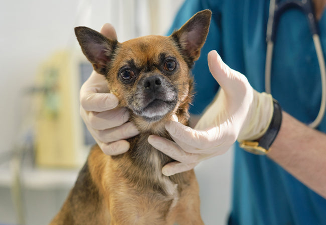 Collapsing Trachea in Dogs: Vet-Approved Causes & Treatment