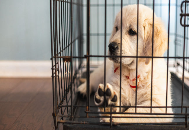 Crate Training 101: Vet-Backed Benefits, Tips & Myths