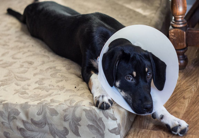 Desexing Dogs: Vet-Approved Pros, Cons & Tips