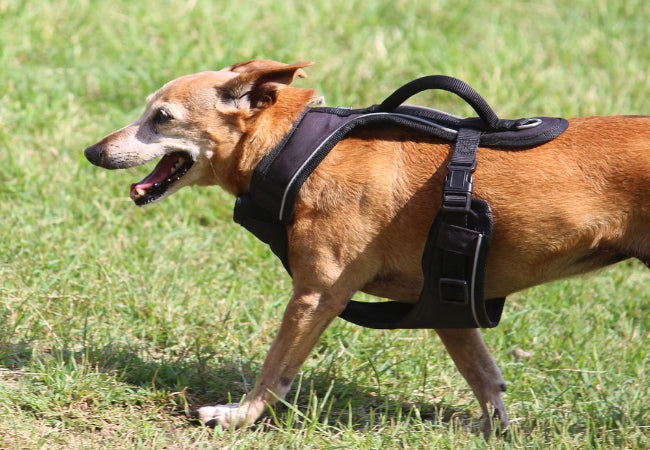 Does Your Dog Hate Their Harness? Vet-Approved Tips