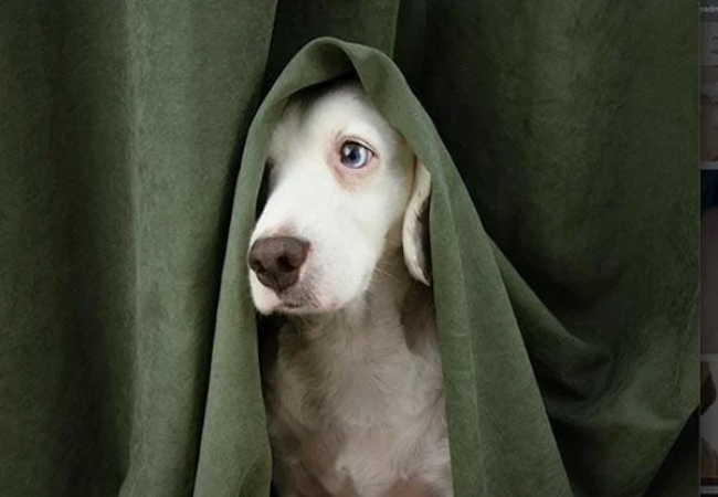 Dog Anxiety: Vet-Approved Guide to Identify & Manage