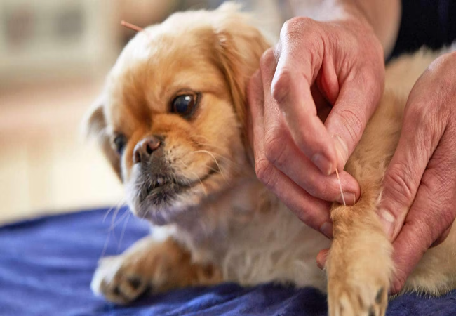 Dog Arthritis: Vet-Approved Signs, Symptoms & Solutions