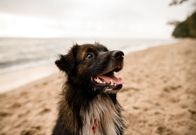 Dog Bad Breath: Vet-Approved Causes & Solutions