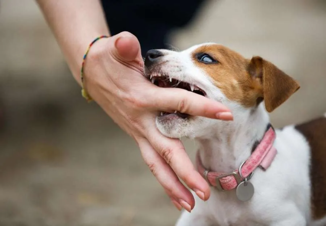 Dog Biting: Vet-Approved Tips to Prevent Nipping & Biting
