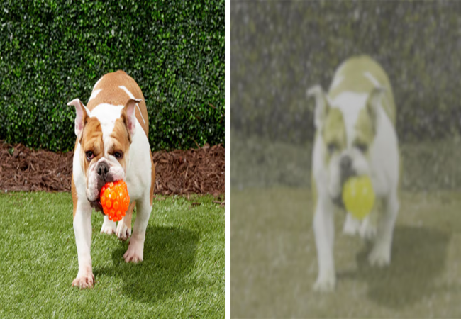 Dog Color Vision 2025: Vet-Approved Guide to How Dogs See 🐶✨