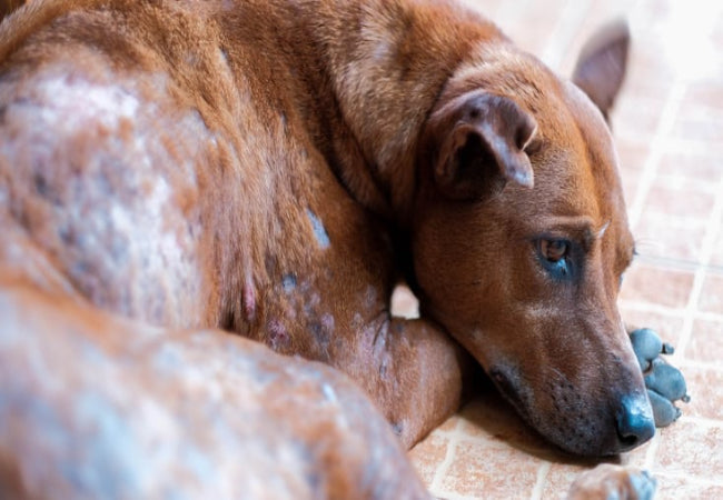 Dog Dandruff 2025: Vet-Approved Causes, Treatments & Prevention 🐶✨