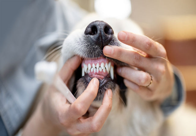 Dog Dental Care: Vet-Approved Tips for Healthy Teeth