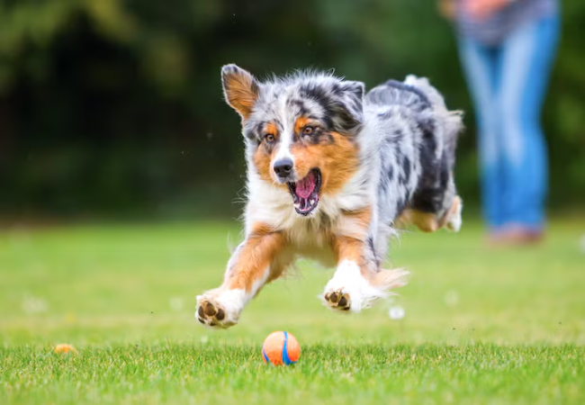 Dog Exercise 2025: Vet-Approved Guide to How Much They Need 🐕✨