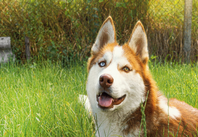 Dog Eye Color 2025: Vet-Approved Science & Heterochromia 🐶✨