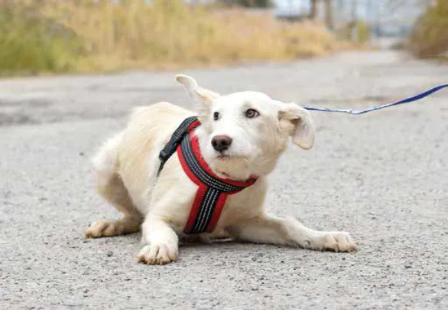 Dog Freezes in Harness? Vet-Approved Reasons & Fixes