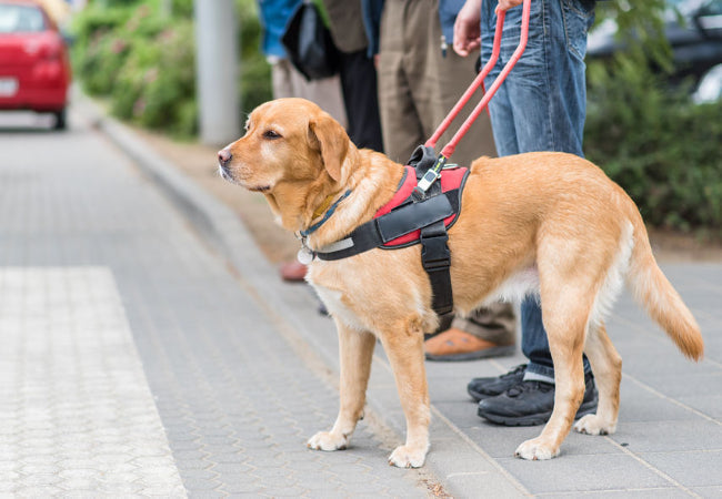 Dog Gear Comparison – Why Vets Choose Woopf Over Others