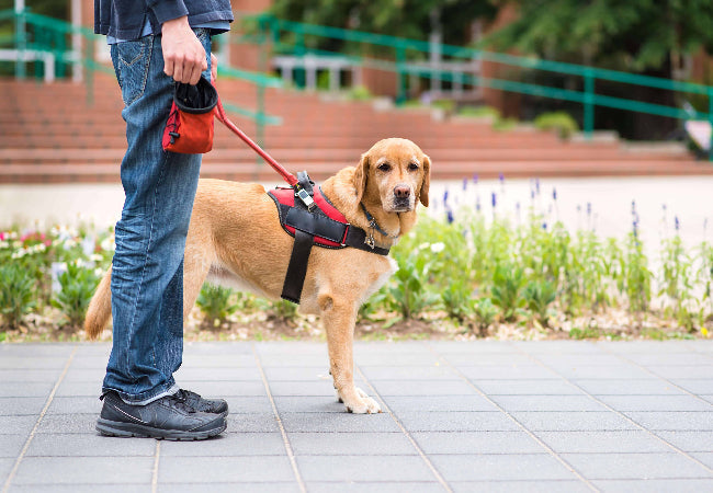 Dog Gear That Grows With Your Pup – Vet Approved