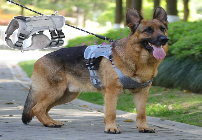 Dog Harness Problems Solved – Vet Approved