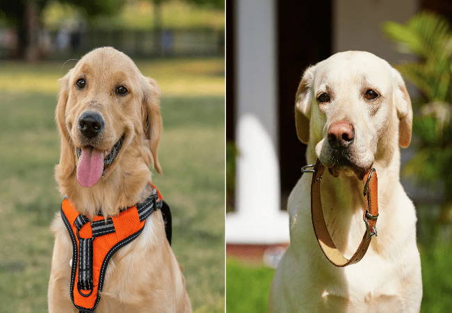 Dog Harness vs Collar – Vet Explains Best Choice