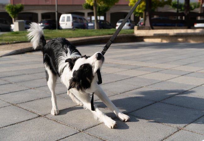 Dog Hates Their Harness? Vet Solved Solutions