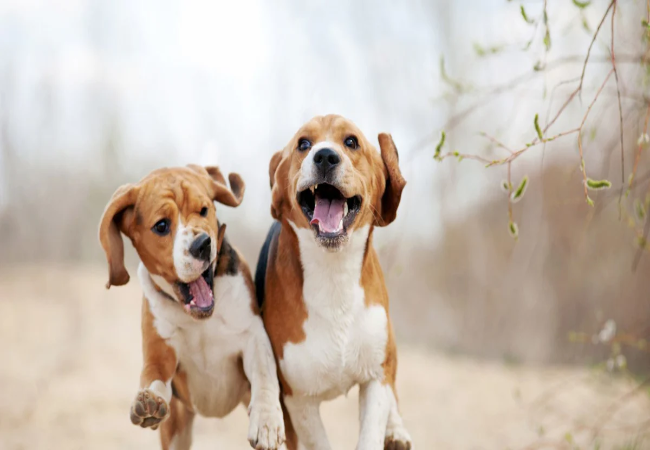 Dog Hearing 2025: Vet-Approved Why Dogs Hear Better Than Humans 👂🐶