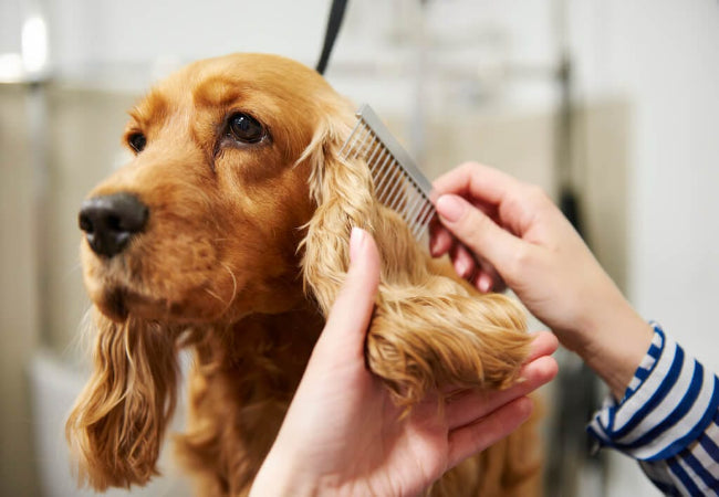 Dog Knot & Mat Care 2025: Vet-Approved Detangling Tips 🐾✨