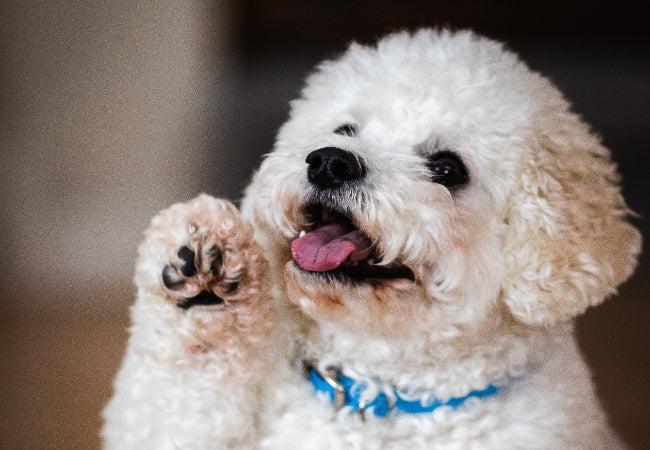 Dog Licking Paws: Vet-Approved Causes & Solutions