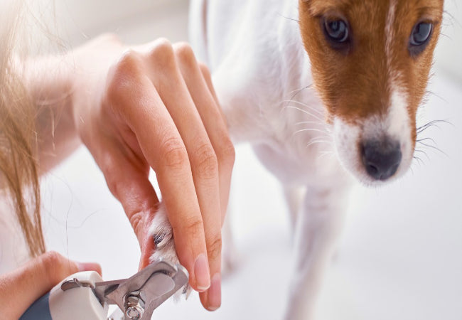 Dog Nail Clipping 2025: Vet-Approved Step-by-Step Guide ✂️🐶