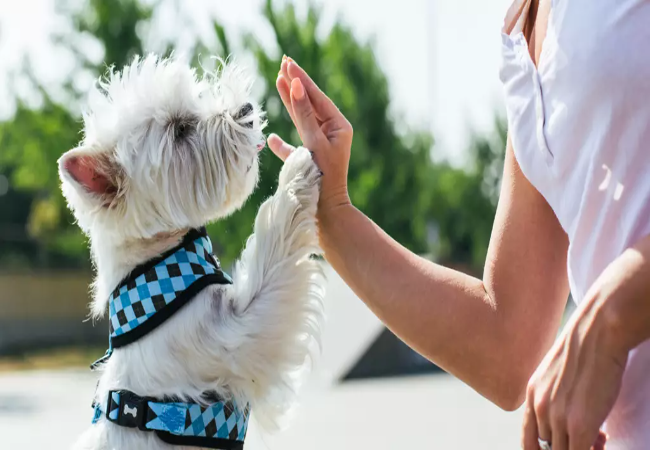 Dog Paw Pads: Vet-Approved Function, Care & Protection