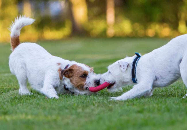 Dog Play Fighting vs Aggression: Vet-Approved Guide